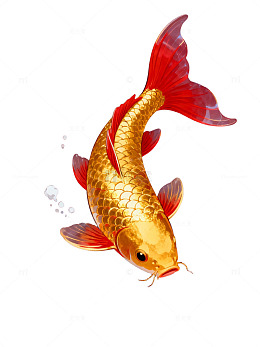 金色锦鲤游水图60