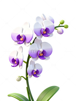 紫白渐变兰花56