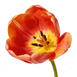 鲜艳郁金香特写摄影图片