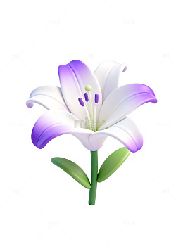 紫白百合插画79