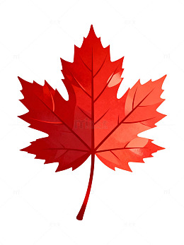 红色枫叶插画素材47