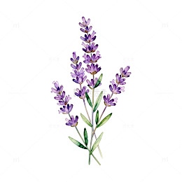 紫色薰衣草水彩画
