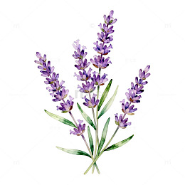 水彩薰衣草花卉插图