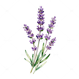 水彩薰衣草插画设计素材