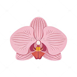 粉色兰花插画设计素材