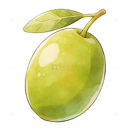 水彩青橄榄插画设计素材