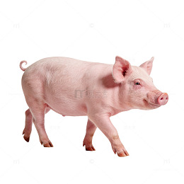 正在行走中的猪