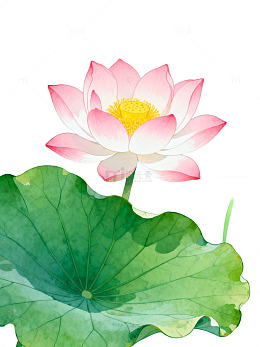 粉色莲花手绘插画23