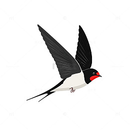 黑白红燕子插画