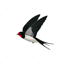 黑白燕子插画设计素材
