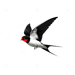 黑白红燕子飞翔插画