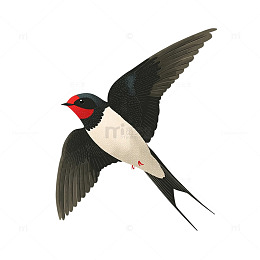 插画风格燕子飞翔图案