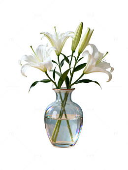 百合花瓶静物19