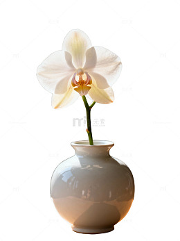 白兰花瓶插花31