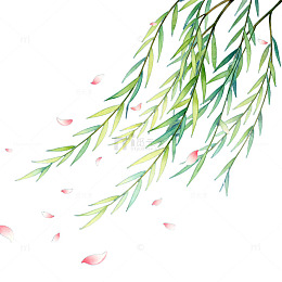 柳枝飘落花瓣水彩画