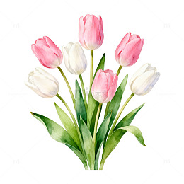 水彩郁金香花卉插画