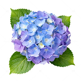绣球花特写花卉摄影图