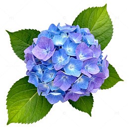 绣球花蓝紫色花朵特写