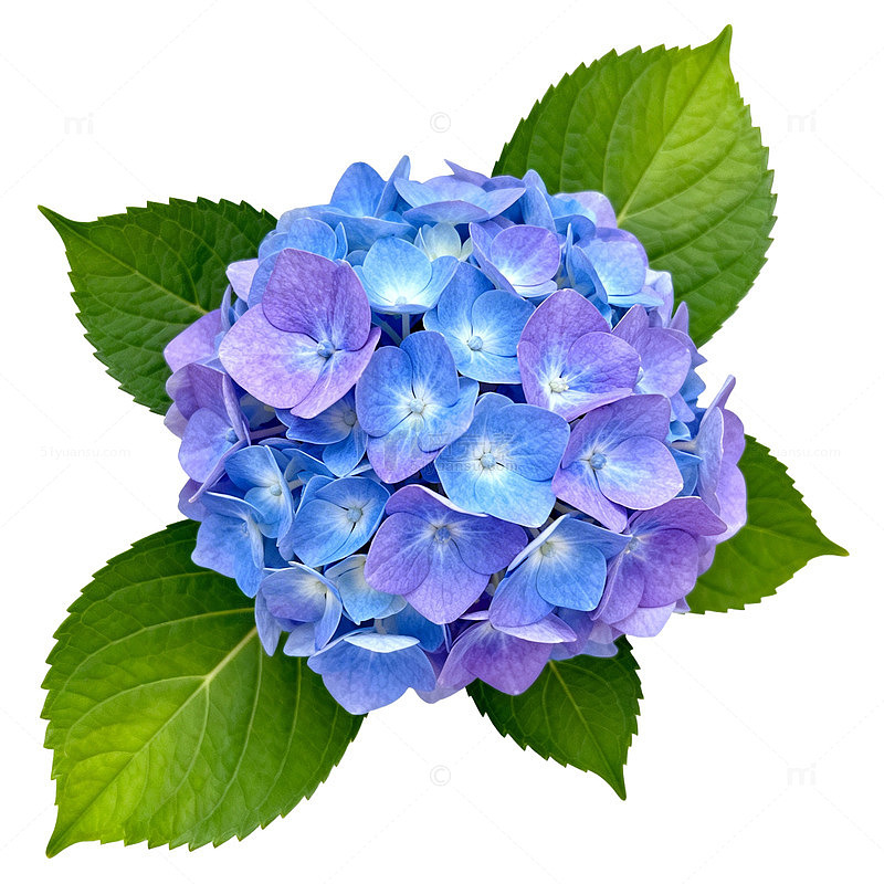 绣球花蓝紫色花朵特写