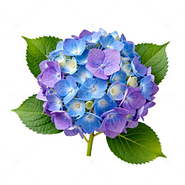 绣球花盛开自然写真