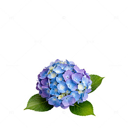 绣球花特写摄影图片