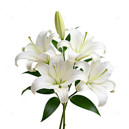 纯白百合花束花卉特写摄影