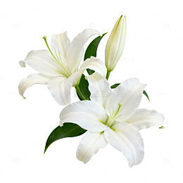 百合花白色盛开