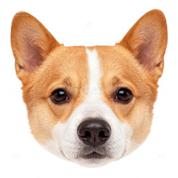 宠物狗头像特写摄影图片