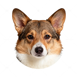 柯基犬特写头像插画