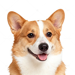 柯基犬特写萌态摄影