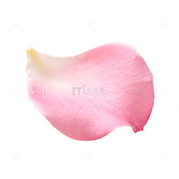 粉色花瓣特写摄影素材