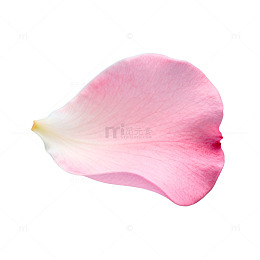 粉色花瓣简约摄影