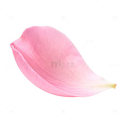 粉色花瓣特写摄影图片