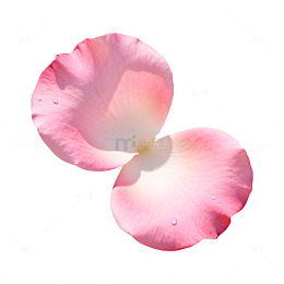 淡雅玫瑰花瓣特写摄影图