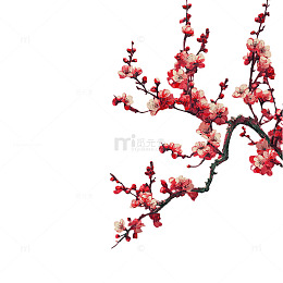 梅花枝干插画