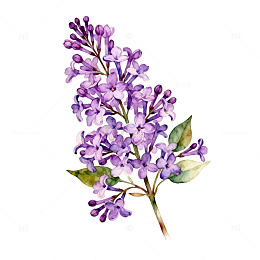 水彩丁香花插画设计素材