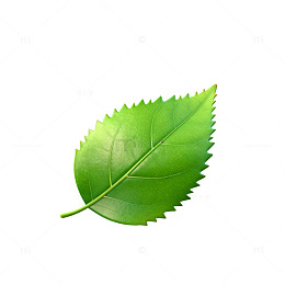 绿色叶片矢量插画