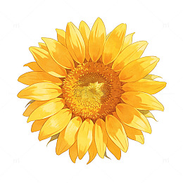 鲜艳向日葵插画素材