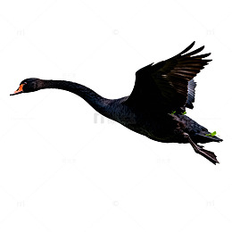 黑色大鸟飞翔剪影插画