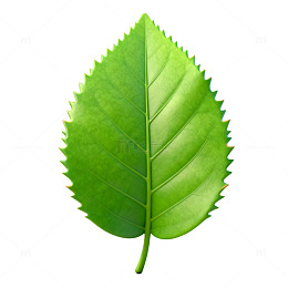 绿色叶片特写摄影