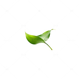 绿色叶子简约摄影