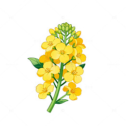 AI生成油菜花插画