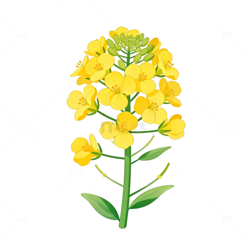 油菜花插画素材素材免费下载_觅元素