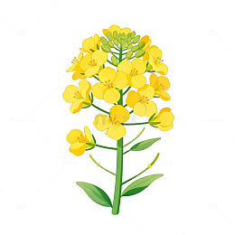 油菜花插画素材