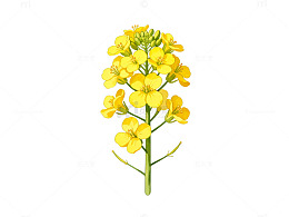 油菜花插画素材