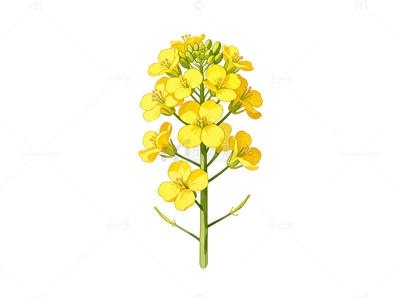 油菜花插画素材