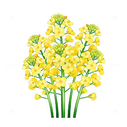 AI生成油菜花插画