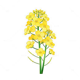 油菜花插画素材