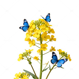 蝴蝶飞舞油菜花自然风光摄影