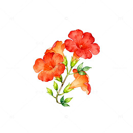 AI水彩红花植物图案